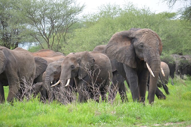 5days Tanzania Safari lodge and camping Serengeti, Tarangire & Ngorongoro Crater - A compact route through Tanzania’s northern parks