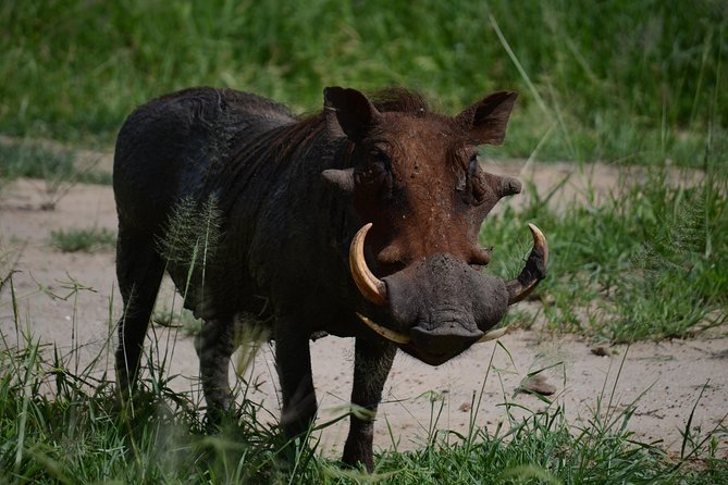 5days Tanzania Safari lodge and camping Serengeti, Tarangire & Ngorongoro Crater - Day 5: Wildlife concentrated inside Ngorongoro Crater