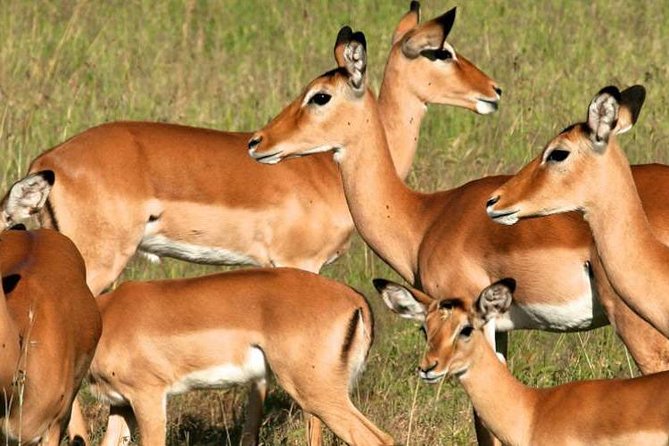 5days Tanzania Safari lodge and camping Serengeti, Tarangire & Ngorongoro Crater - Guides, vehicles, and the small-group advantage
