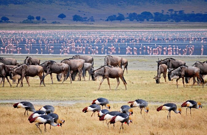 5days Tarangire,Serengeti,ngorongoro Crater and Lake Manyara National park - Key points to know before booking