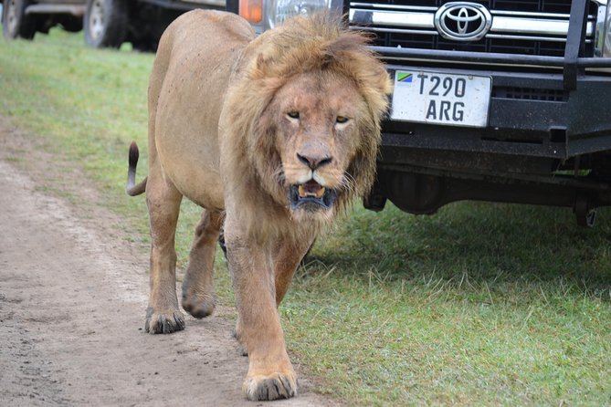 6 Days best adventure kilimanjaro ,Tarangire ,Serengeti &Ngorongoro crater - Ngorongoro Crater: the most concentrated wildlife day