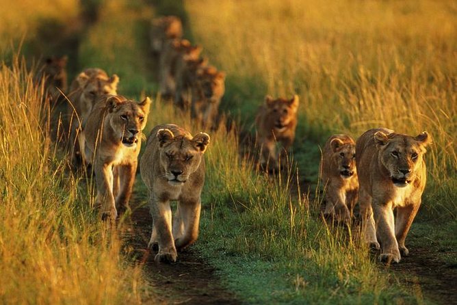 6 Days best adventure kilimanjaro ,Tarangire ,Serengeti &Ngorongoro crater - Tarangire: elephants under the trees