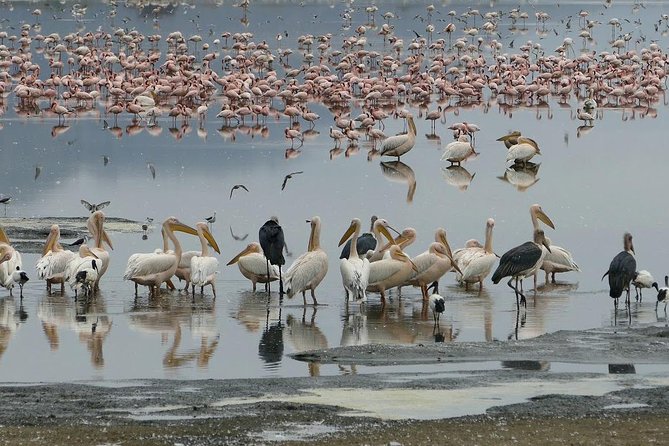6 Days best adventure kilimanjaro ,Tarangire ,Serengeti &Ngorongoro crater - Chemka hot spring to finish the trip