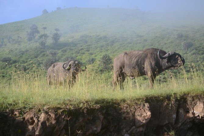 6 Days lodge &camping tour Serengeti ,Tarangire ,Ngorongoro Crater and Manyara - Day 1: elephants and baobabs in Tarangire