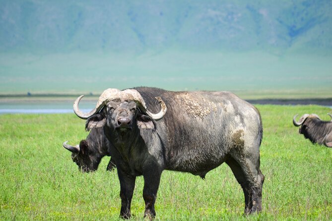 6 Days lodge &camping tour Serengeti ,Tarangire ,Ngorongoro Crater and Manyara - Day 3: the Serengeti’s early morning advantage