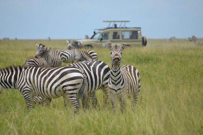 6 Days lodge &camping tour Serengeti ,Tarangire ,Ngorongoro Crater and Manyara - Day 5: wildlife below the Ngorongoro Crater rim