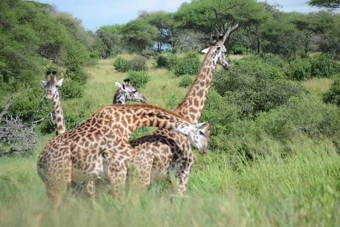6 Days lodge &camping tour Serengeti ,Tarangire ,Ngorongoro Crater and Manyara - Day 6: forests, flamingos and Lake Manyara