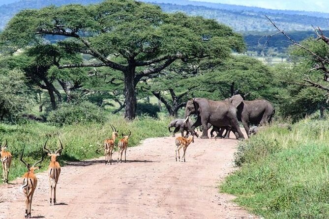 6 Days lodge &camping tour Serengeti ,Tarangire ,Ngorongoro Crater and Manyara - Camping, lodges and the feel of the trip