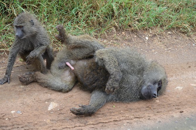 6 Days lodge &camping tour Serengeti ,Tarangire ,Ngorongoro Crater and Manyara - What the $1,600 price means