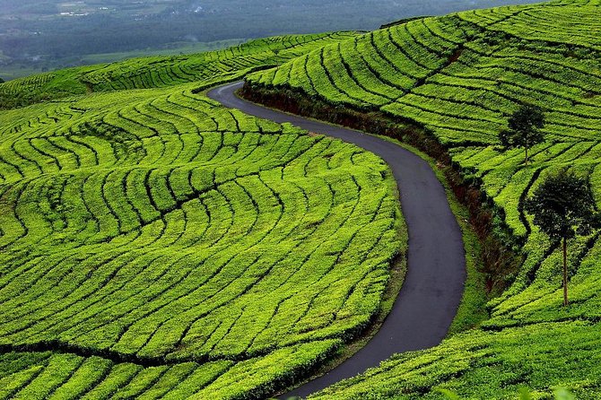Active Volcano, Rice Field, Hot Spring, Fruit market, Tea Plantation with Lunch - Why the volcano makes this Jakarta day trip worthwhile
