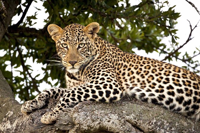 Affordable 3-Day Safari to Serengeti & Ngorongoro Crater - Day 1: the long road from Arusha to Serengeti