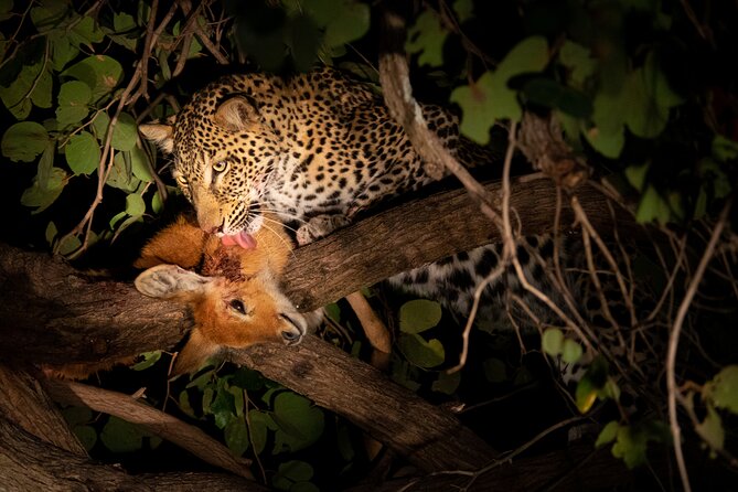 Affordable 3-Day Safari to Serengeti & Ngorongoro Crater - Day 2: morning game drive and transfer to the crater rim