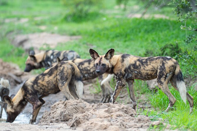 Affordable 3-Day Safari to Serengeti & Ngorongoro Crater - Guide support and personal planning