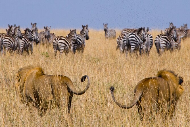 Affordable 3-Day Safari to Serengeti & Ngorongoro Crater - Serengeti wildlife: what you may actually see