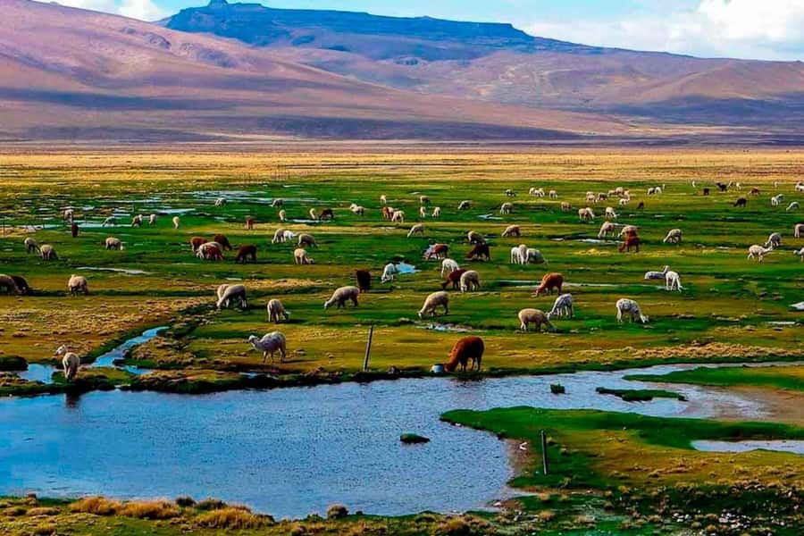 Arequipa: 1-Day Colca Canyon + Thermal Baths Tour - Cruz del Condor gives you the day’s clearest focus