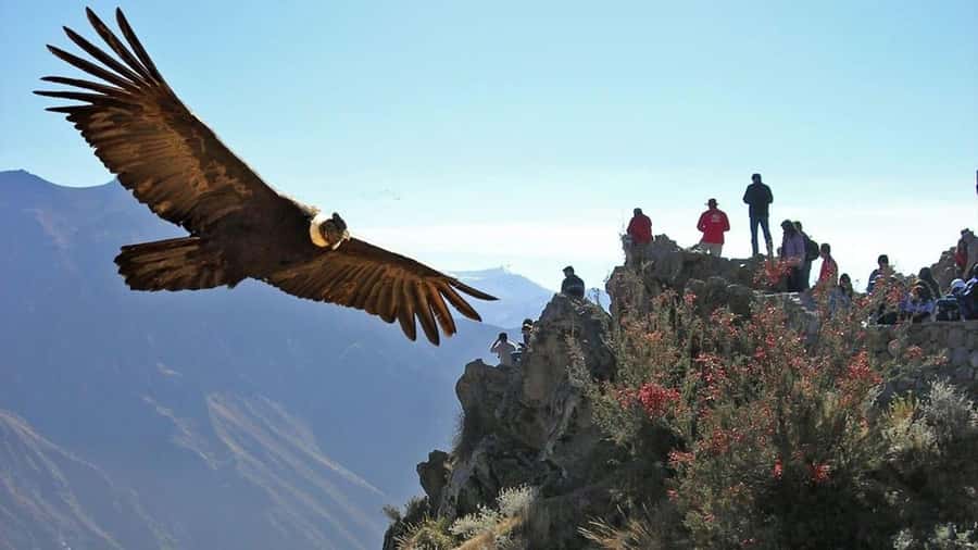 Arequipa: 2-Day Colca Canyon Classic Tour return to Arequipa - Key points to know before booking