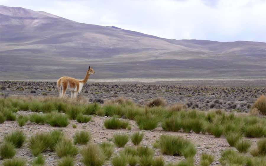 Arequipa: Fullday Colca Canyon + Lunch + Transfer to Puno - The volcano viewpoint at 4,910 meters