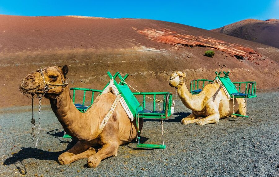 Arrecife: Timanfaya and Green Lagoon for Cruise Passengers - Is $58 good value for a cruise passenger?