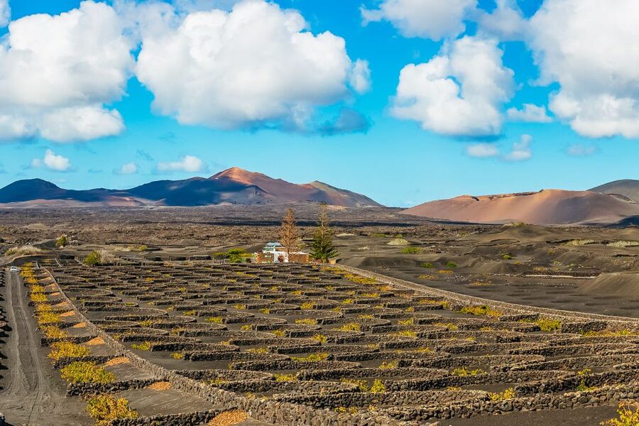 Arrecife: Timanfaya and Green Lagoon for Cruise Passengers - La Geria shows how vineyards survive on volcanic ash