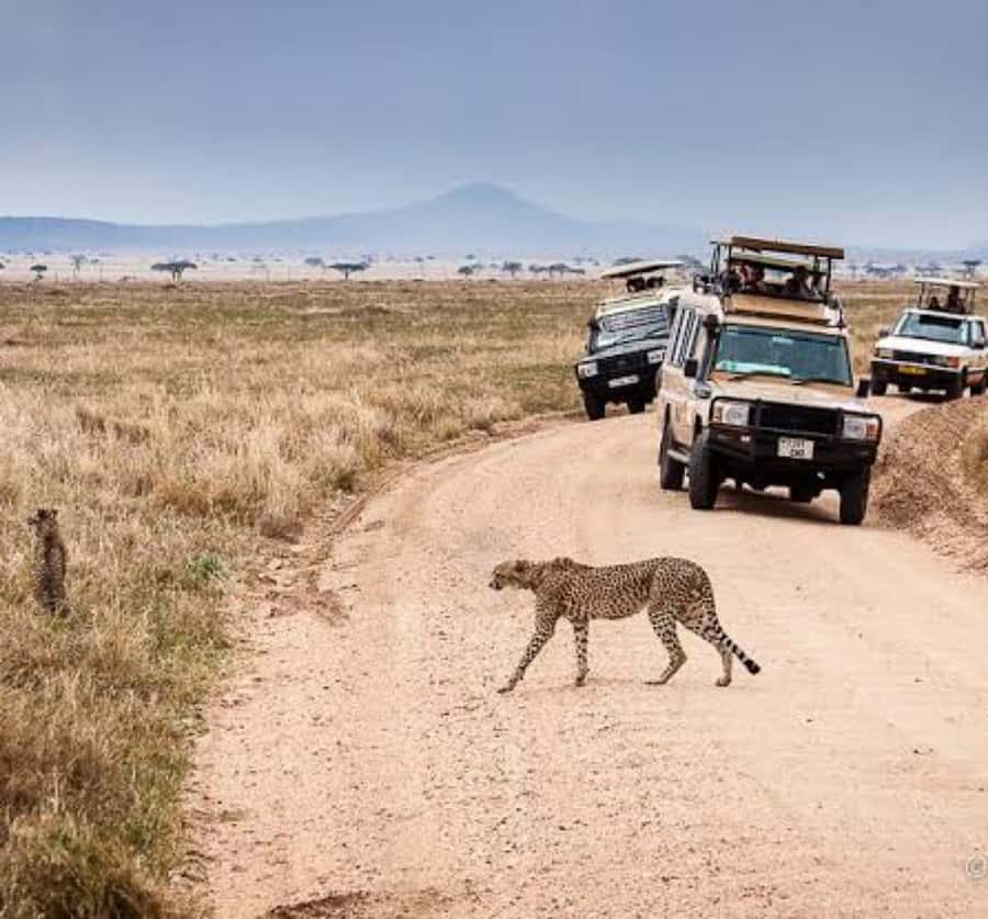 Arusha: 3-Day Serengeti & Ngorongoro Crater Big Five Safari - What $900 buys you on this Tanzania safari