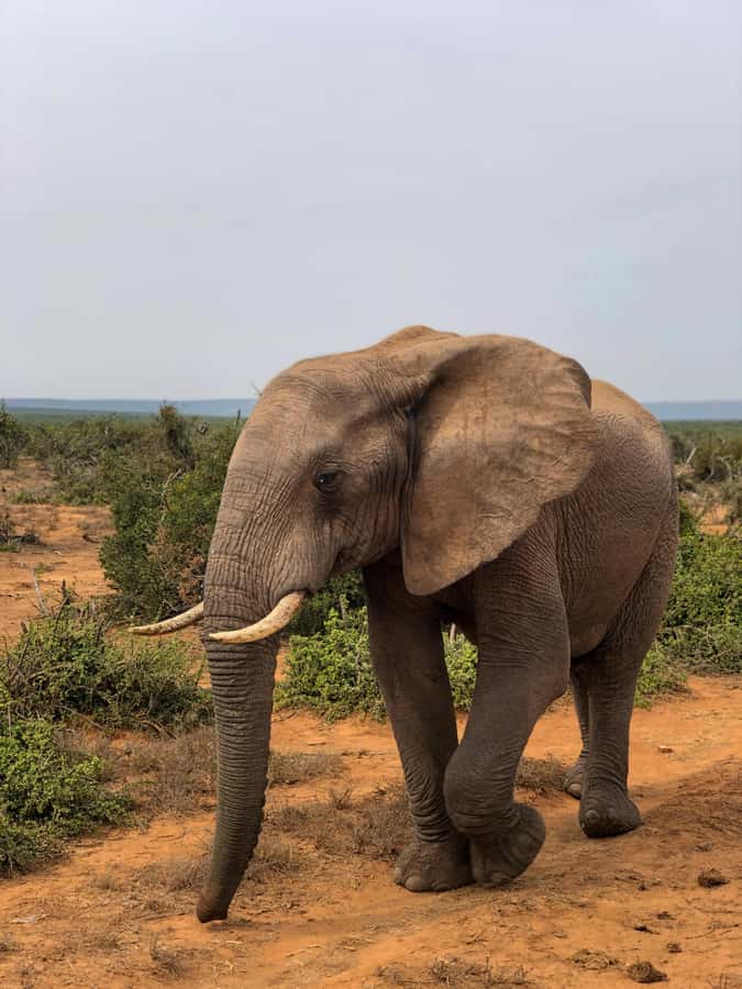 Arusha: 3-Day Serengeti & Ngorongoro Crater Big Five Safari - Day two: sunrise wildlife and the move toward Ngorongoro