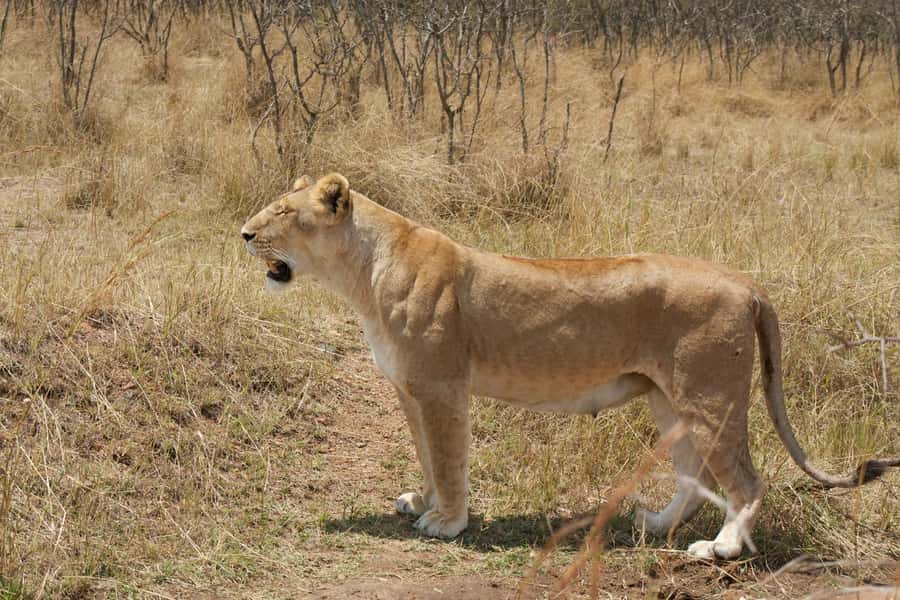 Arusha: 3-Day Serengeti & Ngorongoro Crater Big Five Safari - Land Cruiser comfort, road conditions, and safety