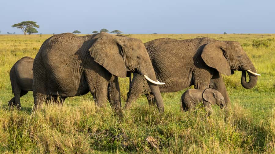 Arusha: 3-Day Serengeti & Ngorongoro Crater Big Five Safari - Lodges, camping, and meals
