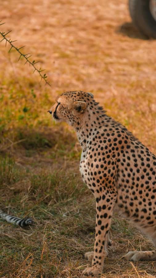 Arusha: 3-Day Serengeti & Ngorongoro Crater Big Five Safari - How to pack for three days in the bush