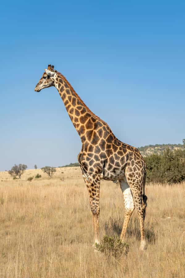 Arusha: 3-Day Serengeti & Ngorongoro Crater Big Five Safari - Who will get the most from this safari