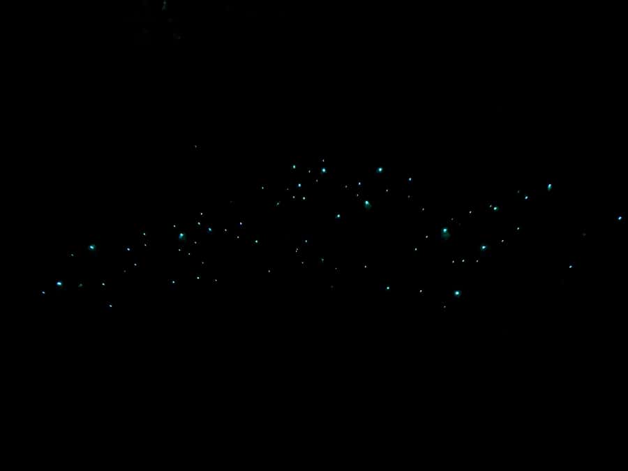Auckland: Inner-City Glowworm Experience in Ancient Volcano - What makes this Auckland glowworm walk worth your hour
