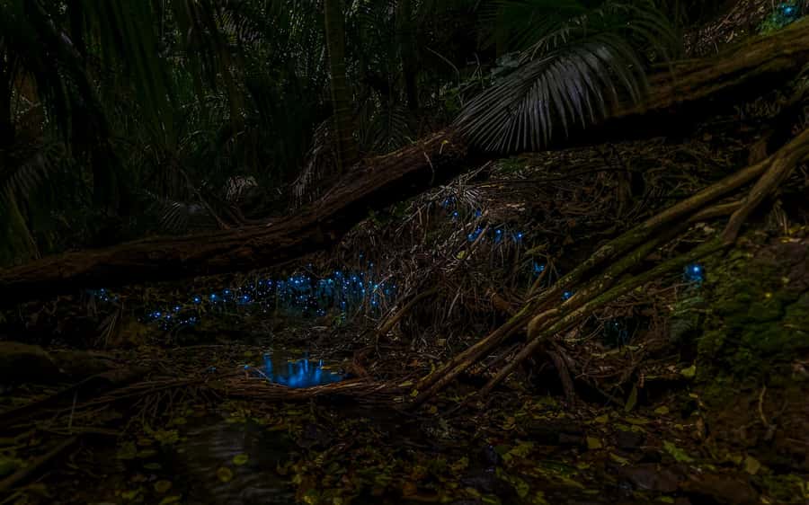 Auckland: Inner-City Glowworm Experience in Ancient Volcano - Meeting at Wintergarden Cafe in Auckland Domain