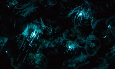 Auckland: Inner-City Glowworm Experience in Ancient Volcano