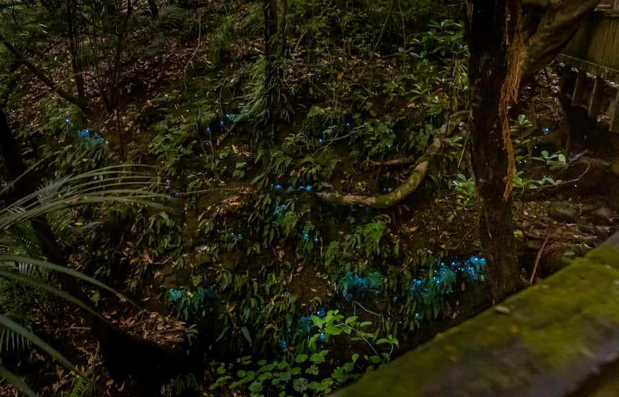 Auckland: Inner-City Glowworm Experience in Ancient Volcano - How the $35 price compares with the experience