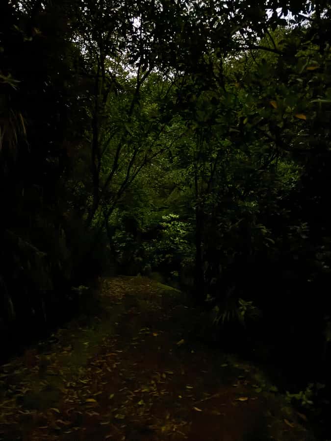 Auckland: Inner-City Glowworm Experience in Ancient Volcano - Should you book the Auckland Domain glowworm experience?