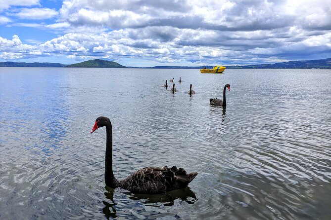 Auckland: Rotorua, Taupo, Waiotapu & Huka Falls Private Trip - The real value of $465.43 per person