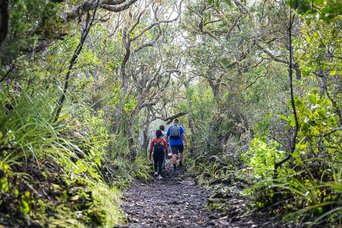 Auckland to Rangitoto Island Ferry - What the guided tractor accounts tell you