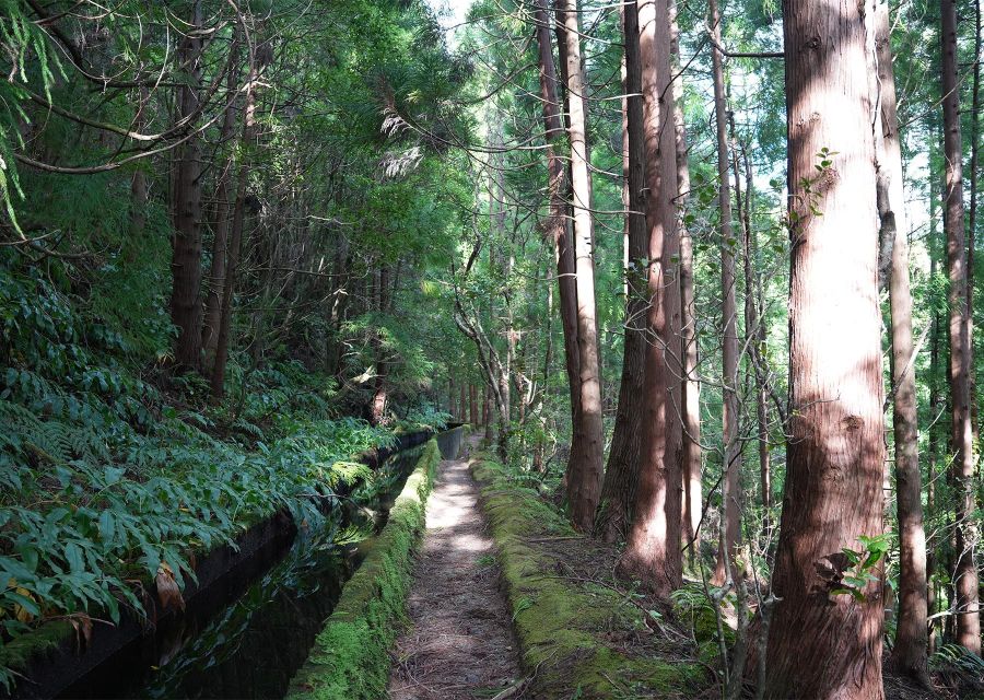 Azores: São Miguel and Lagoa do Fogo Hiking Trip - Following the levada toward Lagoa do Fogo