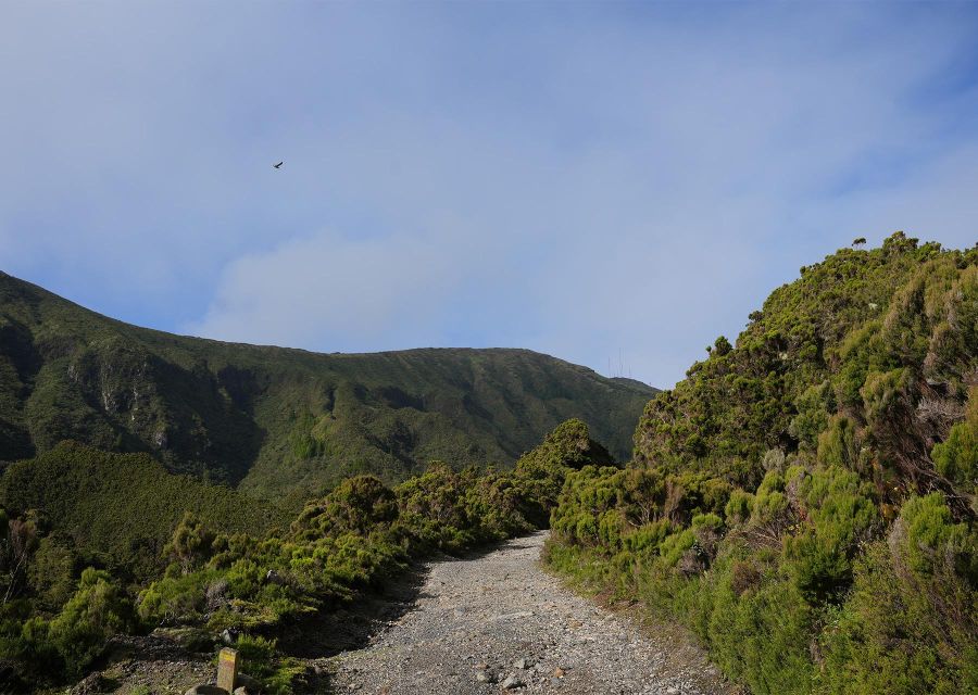 Azores: São Miguel and Lagoa do Fogo Hiking Trip - The climb through pasture, cryptomeria, and heather