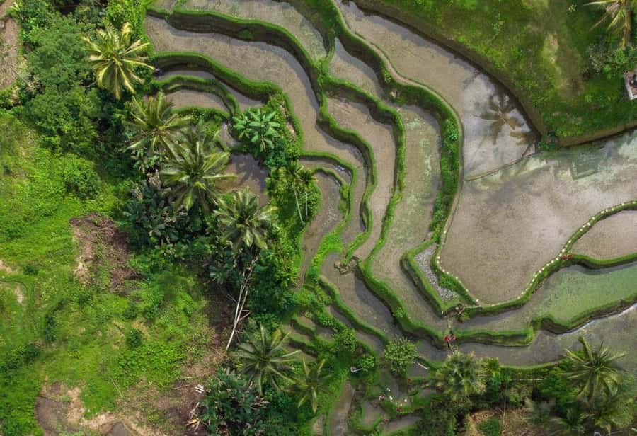Bali: Rice Terrace & Volcano Tour with Penglipuran Village - How the $29 price holds up