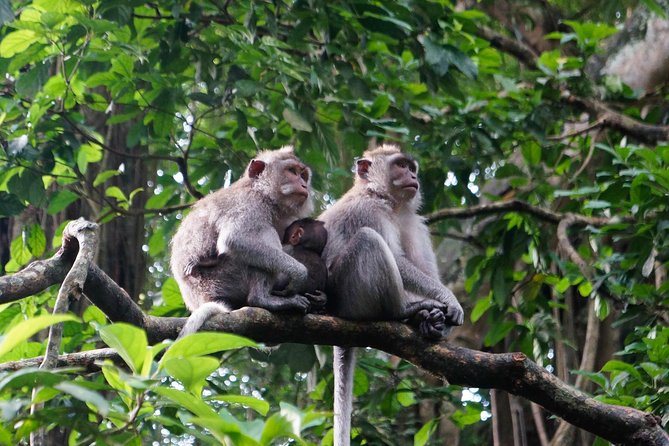 Bali Ubud & Kintamani Volcano Tour -All Inclusive - Tegalalang Rice Terrace is a farming site, not just a viewpoint