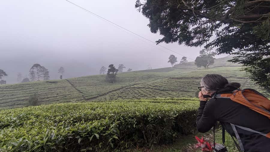 Bandung: Tangkuban Parahu Volcano, Waterfall & Culture Tour - Kopi luwak and the choice to keep it optional