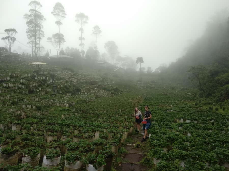 Bandung: White Crater Volcano Guided Day Trip - What the high rating means for your choice
