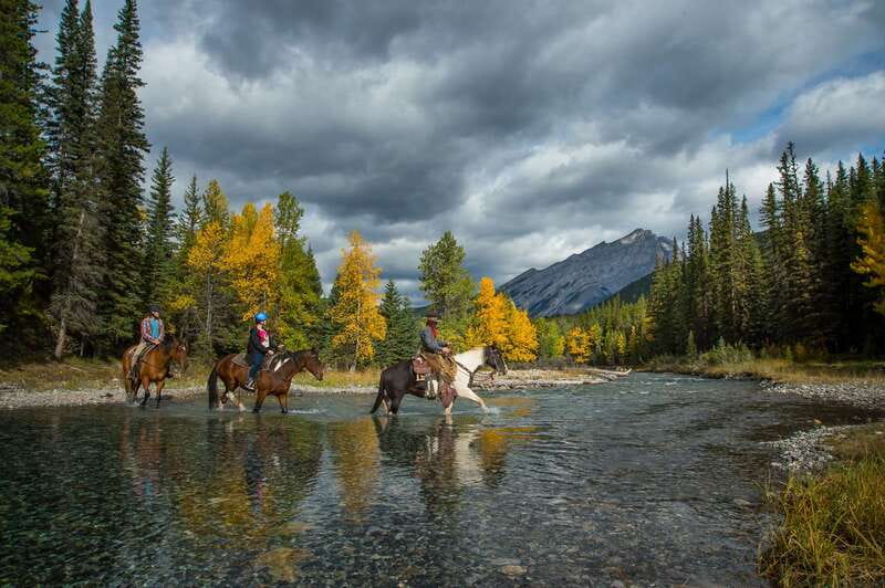 Banff: 4-Hour Sulphur Mountain Intermediate Horseback Ride - The horses and the intermediate riding level