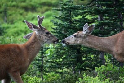 Best of Mount Rainier National Park from Seattle: All-Inclusive Small-Group Tour