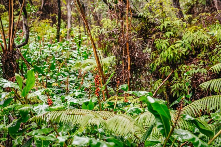 Big Island: Hawai'i Volcanoes National Park Guided Hike - Is $230 a fair price?