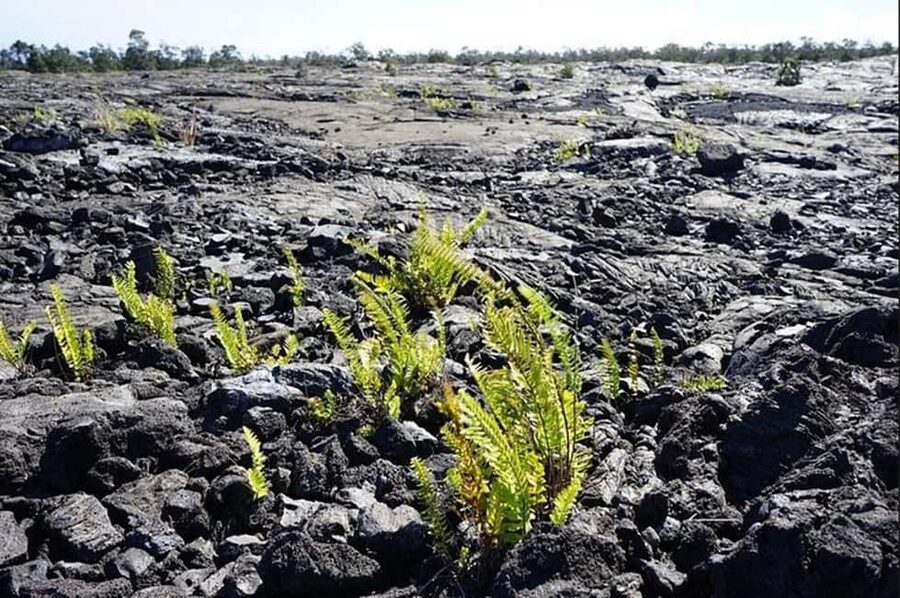Big Island Hawaii Volcano Day tour from Oahu and Hotel PU - Hilo’s east-side welcome