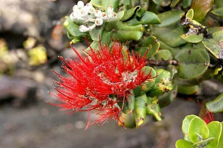 Big Island Hawaii Volcano Day tour from Oahu and Hotel PU - Rainbow Falls and downtown Hilo
