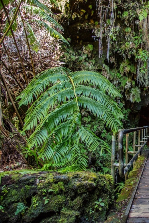 Big Island: Volcanoes, Waterfalls, & Coffee Farm Day-Trip - Guides Make or Break a Long Day