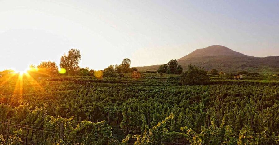 Boscotrecase: Vesuvius Wine Tasting Tour Lunch - A vineyard lunch beneath Vesuvius