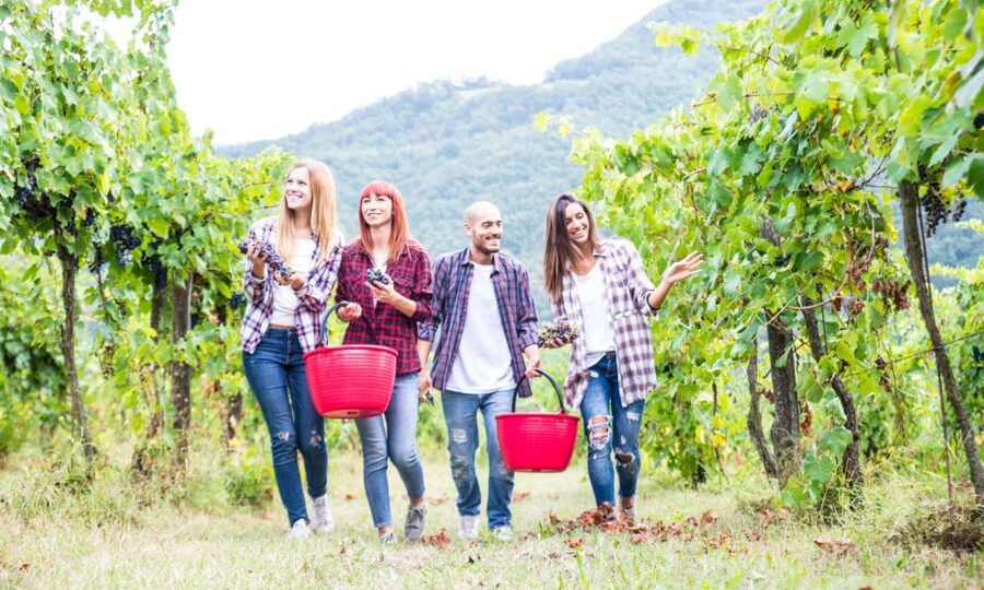 Boscotrecase: Vesuvius Wine Tasting Tour Lunch - Walking through the vines with Carmelo or Benjamin
